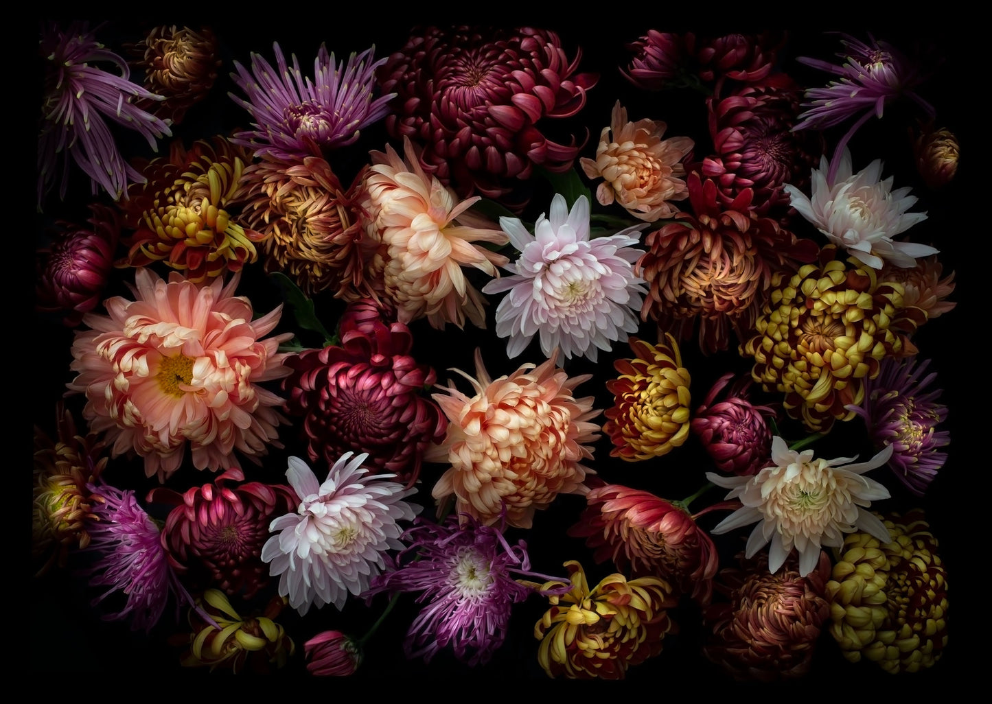 Dark botanical print of multi-coloured heritage Chrysanthemums  photographed on a black background