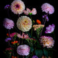 Dahlias. Cosmos, Geum and Achillea arranged on a black background