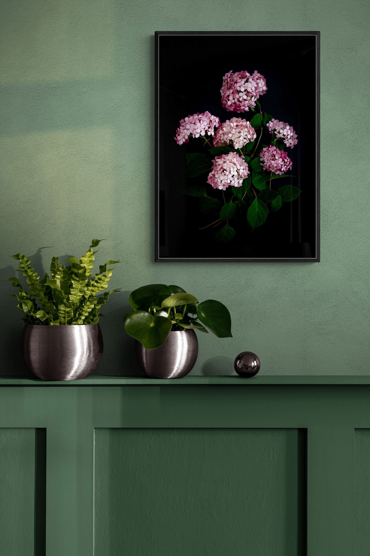 Dark botanical print of Hydrangea 'Pink Annabelle' photographed on a black background, hanging on a  sage green wall.
