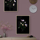 Botanical prints of Hellebous 'Picotee' I and II photographed on a dark background, hanging on a pink wall.