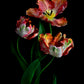 Three Apricot colored Tuliips on a black background