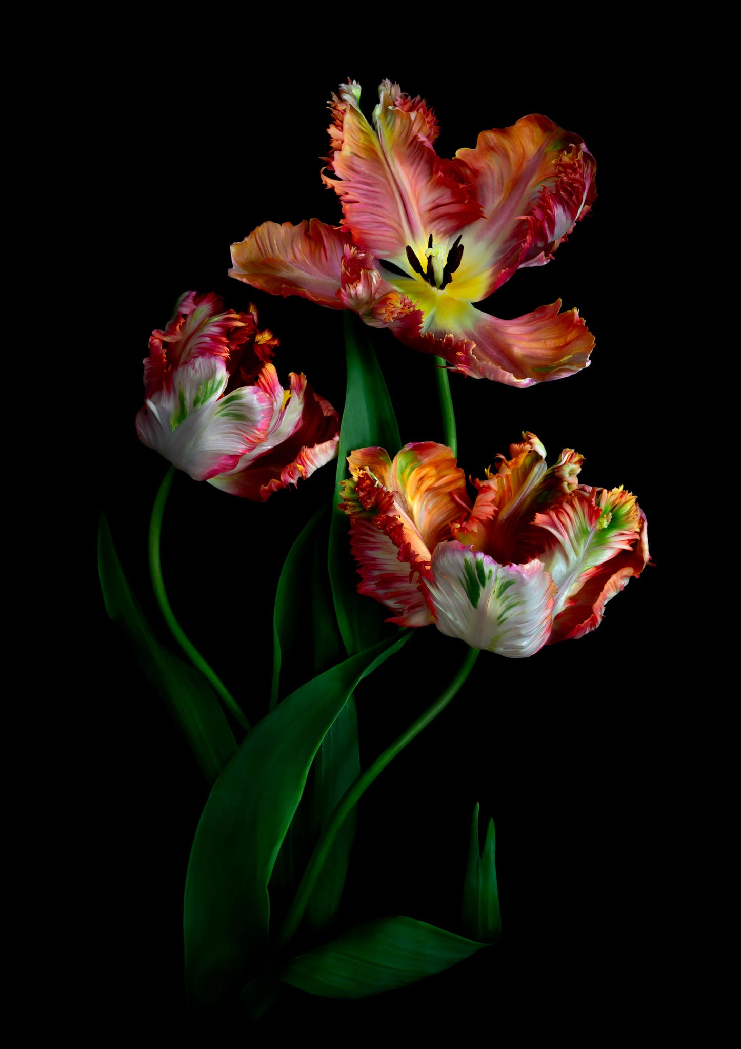 Three Apricot colored Tuliips on a black background