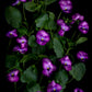 Botanical print of purple Violsa and foliage on a black background