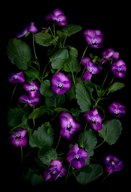 Botanical print of purple Violsa and foliage on a black background