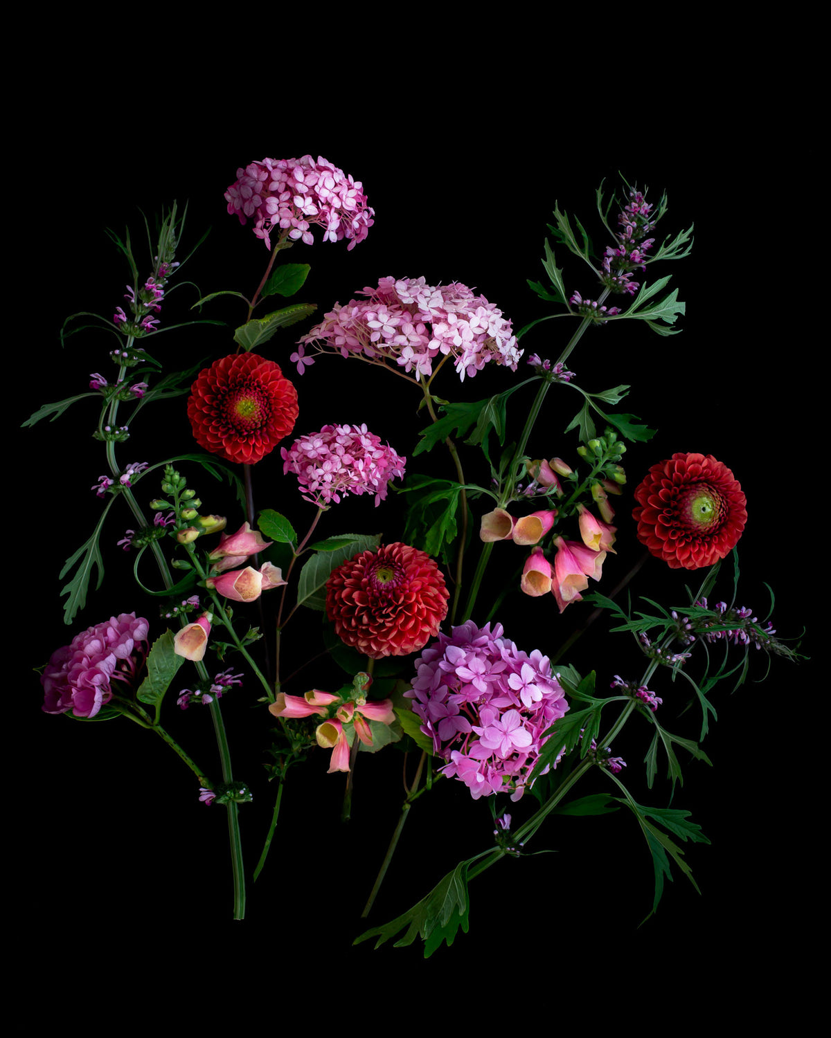 Pink Hydrangeas, Peach Foxgloves, Red Dahlias and Honeyweed on a black background.