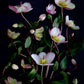 Dark botanical print of pale pink 'Picotee' Hellebores photographed on a black background
