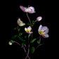 Botanical print of Hellebous 'Picotee' I photographed on a dark background.