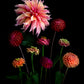 LABYRINTH Open Edition Botanical Print