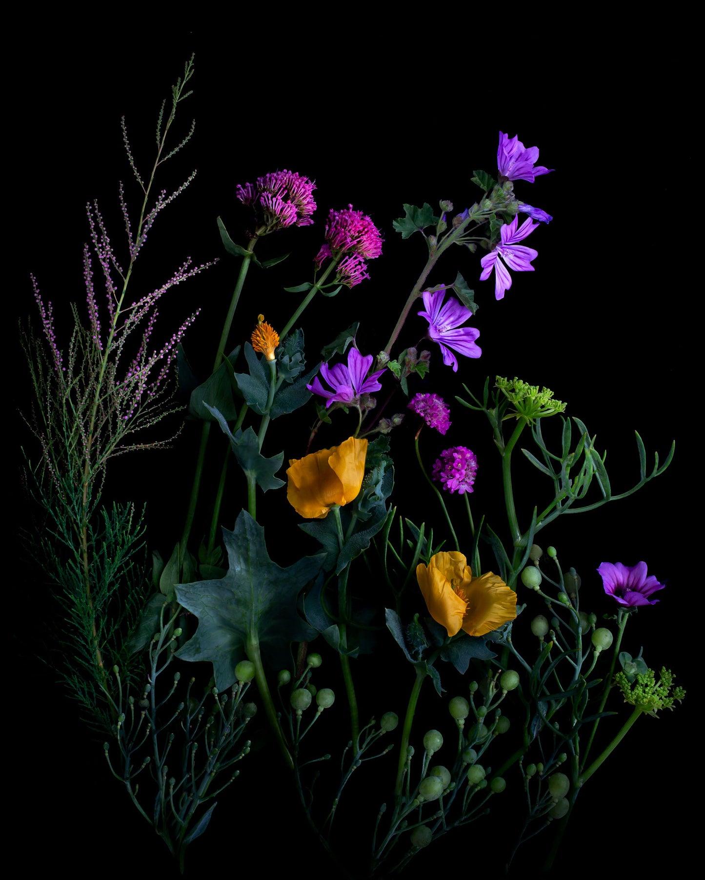 BEACH GARDEN LIMITED EDITION BOTANICAL PRINT
