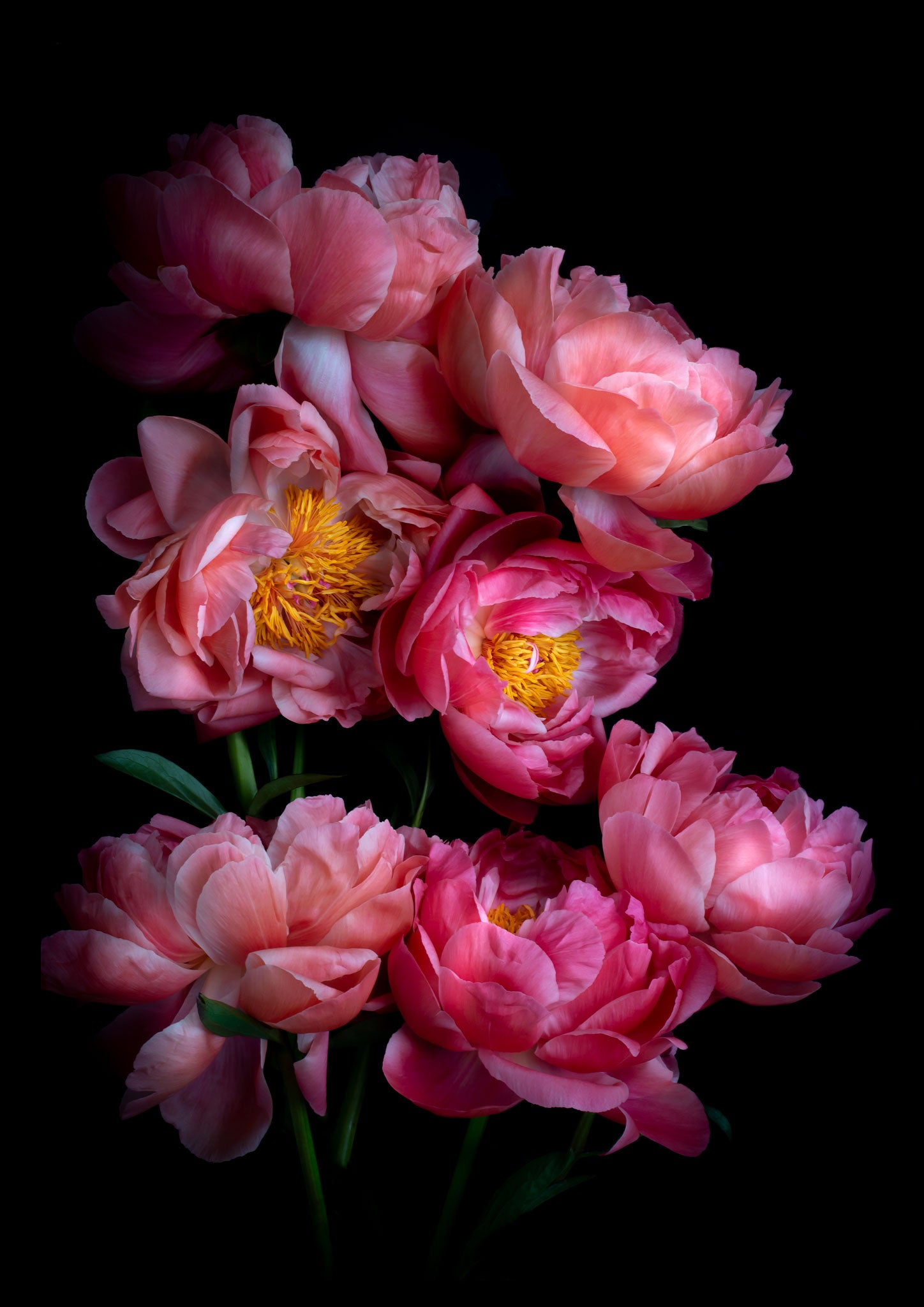 LIMITED EDITION BOTANICAL ART PRINTS
