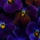 Botanical print of Viola 'Antique Shades' with a black background