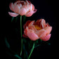 Botanical print of Peony 'Coral Charm' with a black background