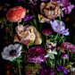 Dark botanical print of mixed spring flowers featuring Tulips, Ranunculus, Anemones and Narcissi. created by UK Art Photographer