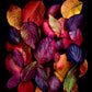 Dark botanical photographic print, featuring Cotinus and  Viburnum leave in autumn colours on a black background.