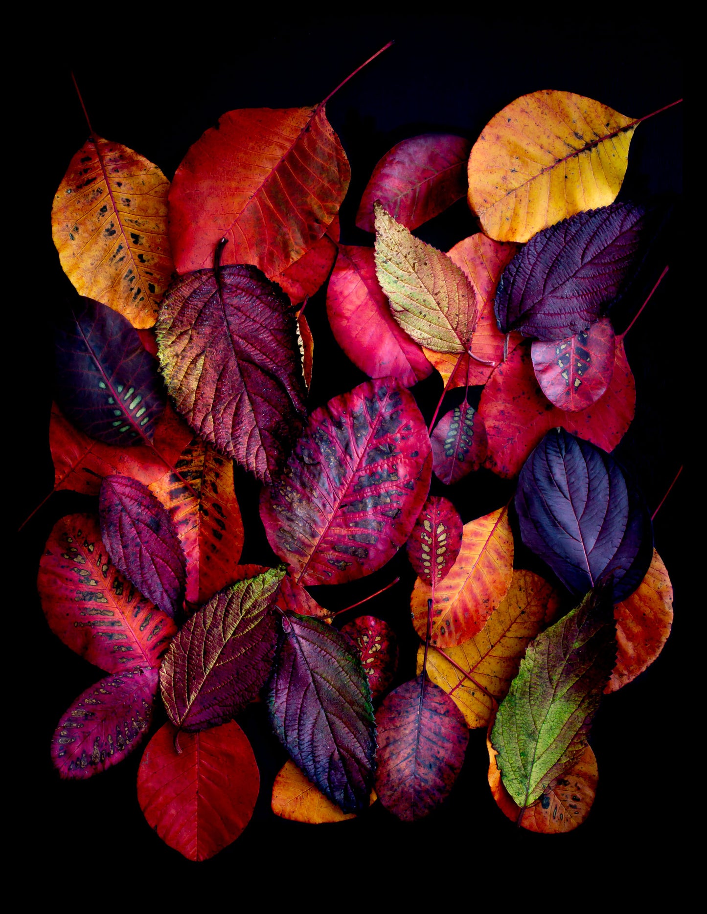 Dark botanical photographic print, featuring Cotinus and  Viburnum leave in autumn colours on a black background.
