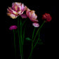 Botanical print of pink double Tulips with red and pink Ranunculus on a black background, created buy UK Art phographer.