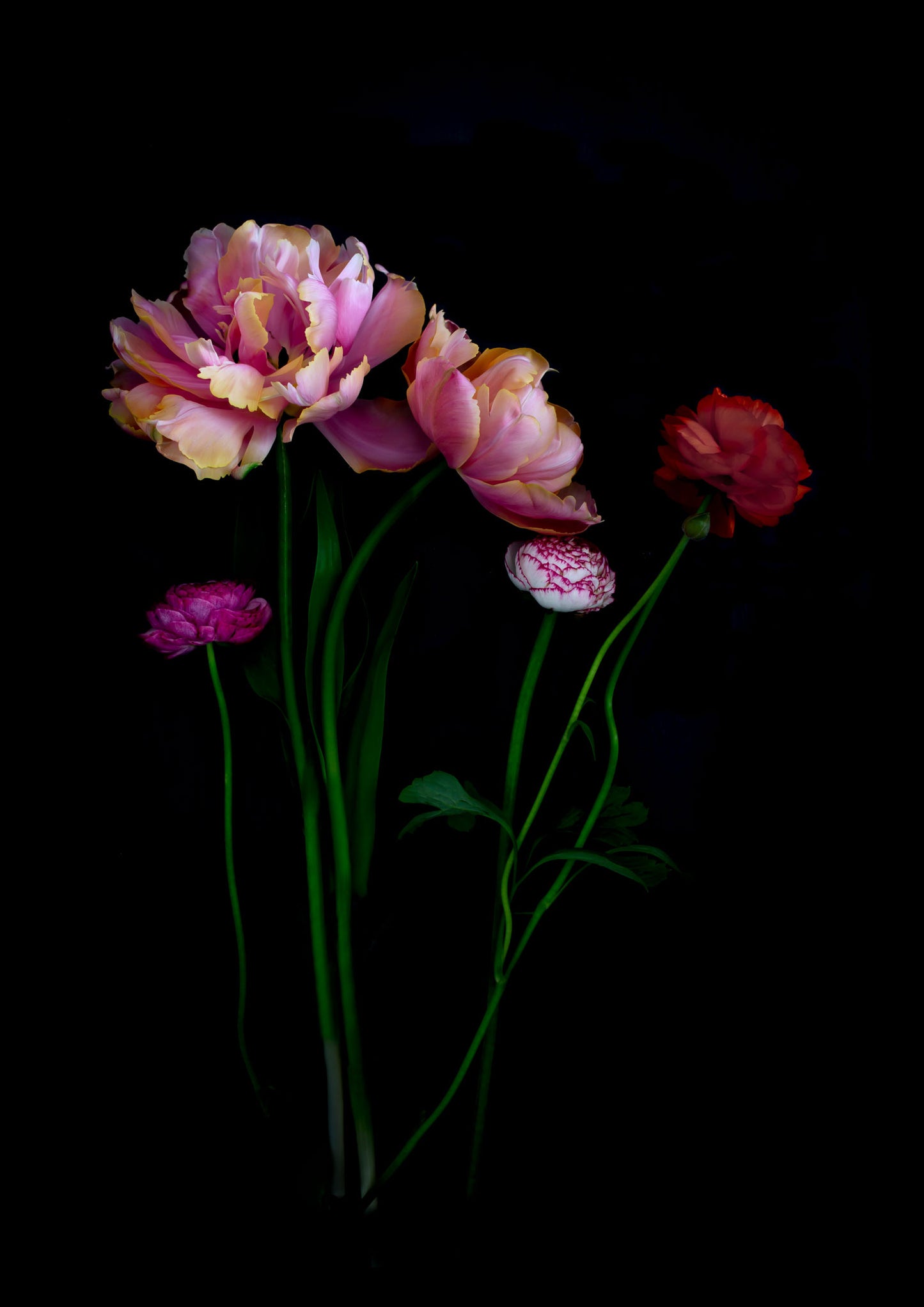 Botanical print of pink double Tulips with red and pink Ranunculus on a black background, created buy UK Art phographer.