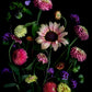 A botanical art print featuring a Sunflower with Zinnias, Dahlias, Verbena and a touch of the Shoo Fly plant, Nicandra physalodes., photographed on a black background.